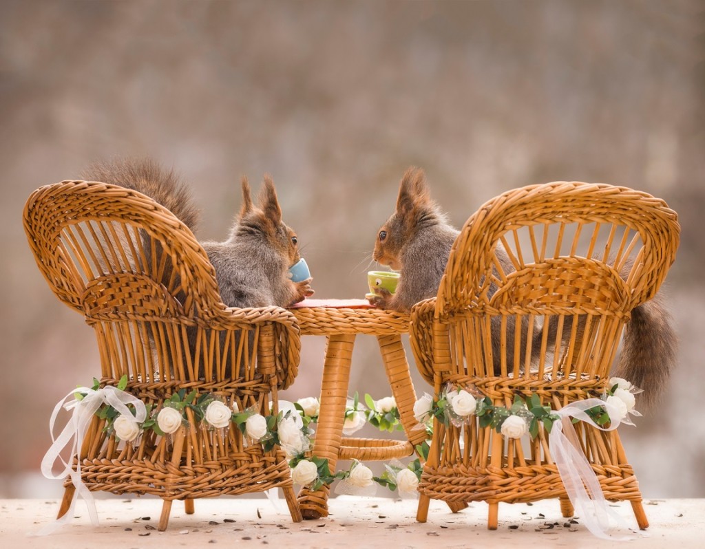 red squirrels on chairs with a wedding table