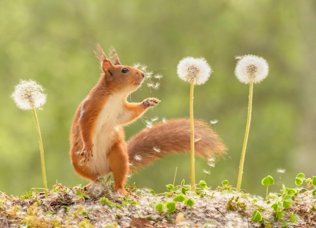 red squirrel looks at a dandelion with flying seeds