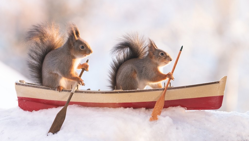 red squirrels sit in a boat with a paddle
