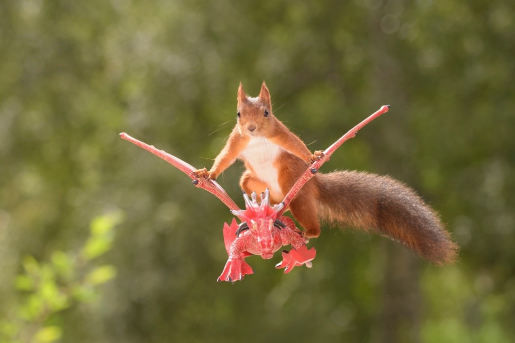 red squirrel sits on a flying dragon